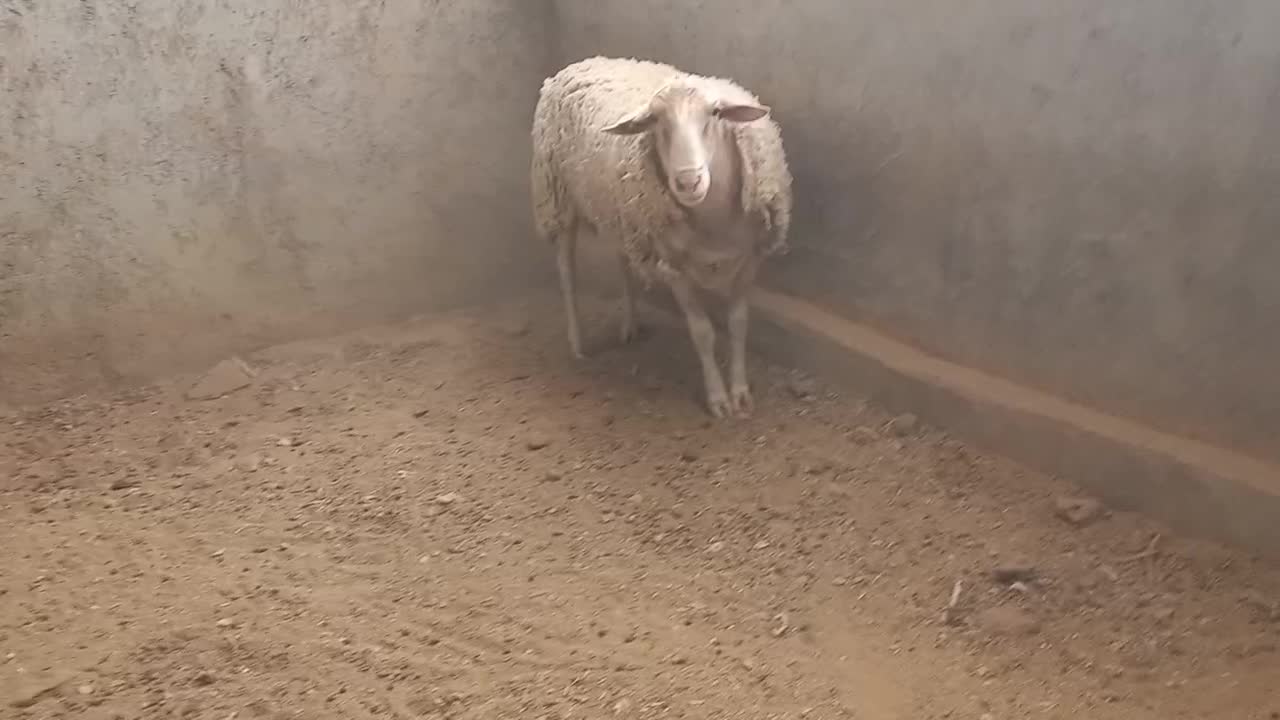 بره نر لاکن اصل از پدر و مادر فرانسه|حیوانات مزرعه|مهریز, |دیوار