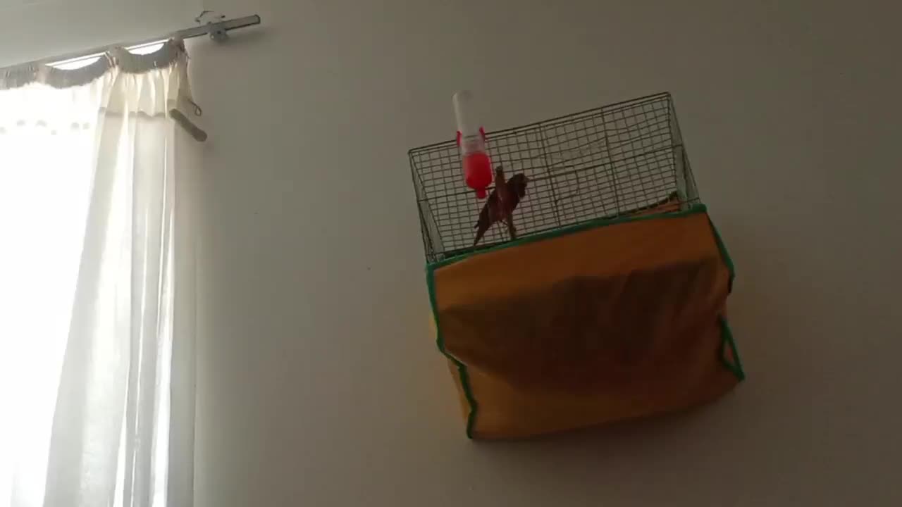 قناری نر وماده|پرنده|ماهان, |دیوار