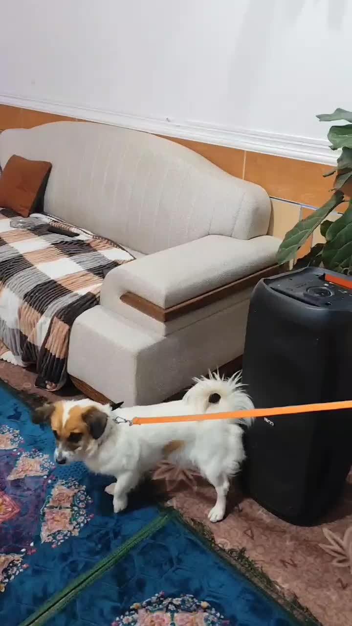 سگ اشپیتز|سگ|مرودشت, ثبت احوال|دیوار