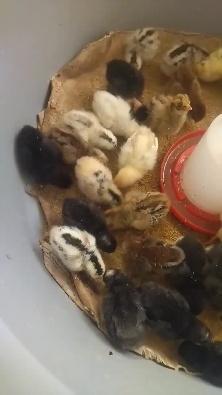 جوجه مرغ محلی|حیوانات مزرعه|یاسوج, |دیوار