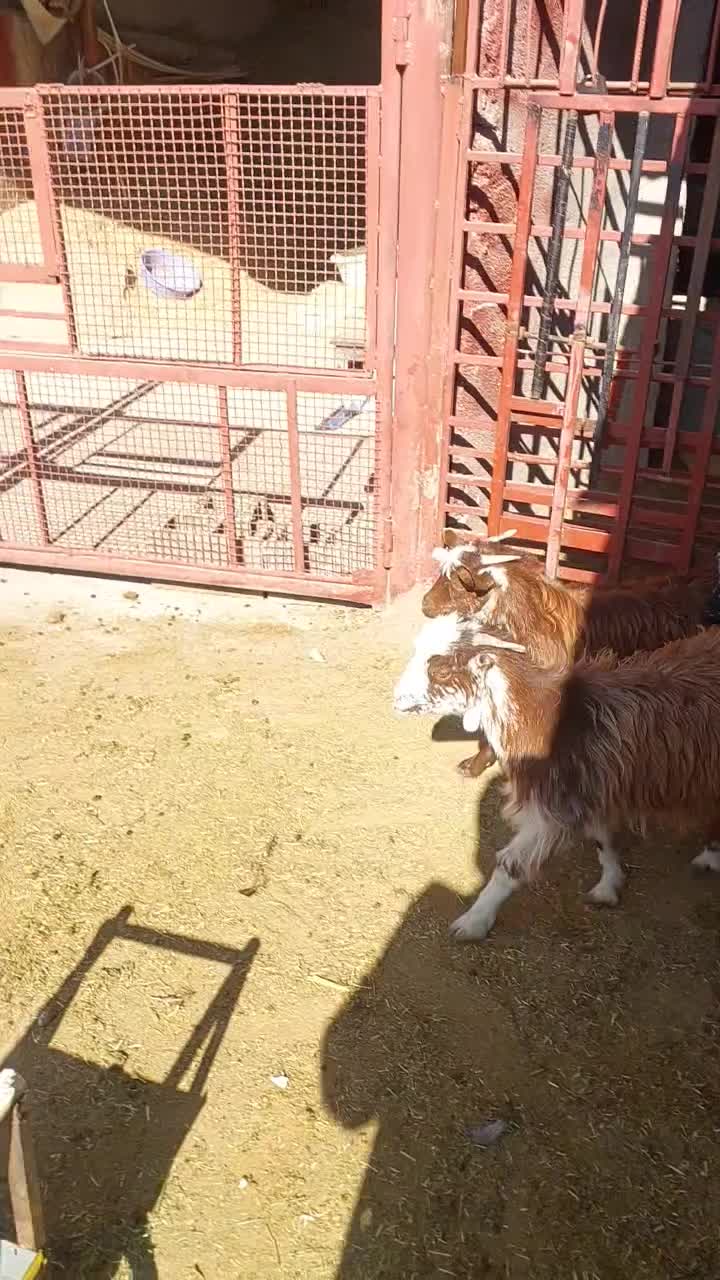 کهره خوشکل|حیوانات مزرعه|مرودشت, نقش رستم|دیوار