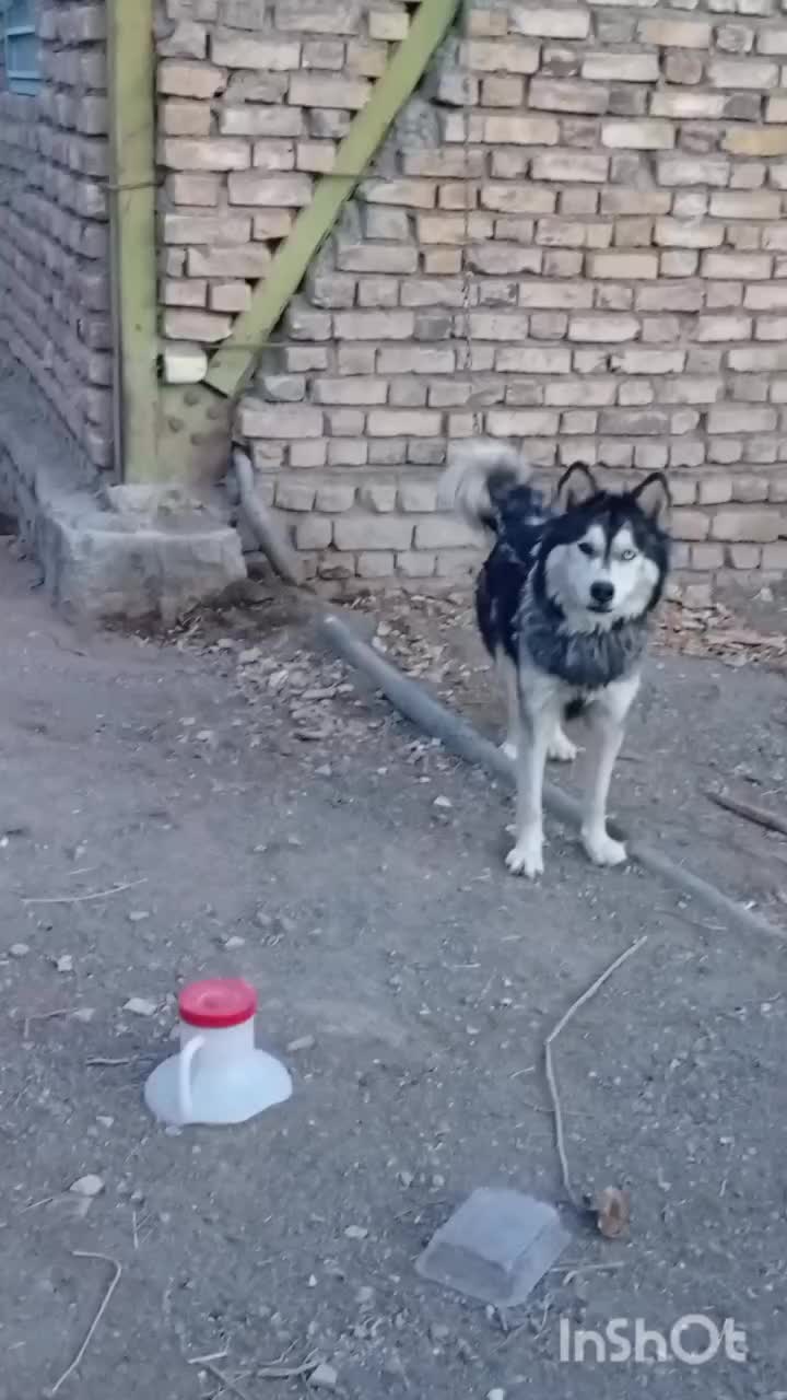 سگ هسکی|سگ|فریمان, |دیوار