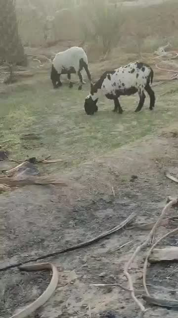 بره و میش|حیوانات مزرعه|سراوان, |دیوار