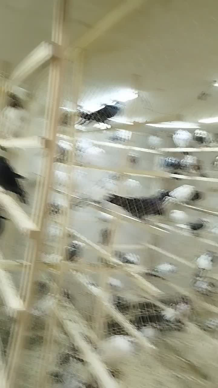 کبوتر جدیدرسید ۸/۱۹حراج سواکن و جداکن ۱۲۰|پرنده|کرج, حیدرآباد|دیوار