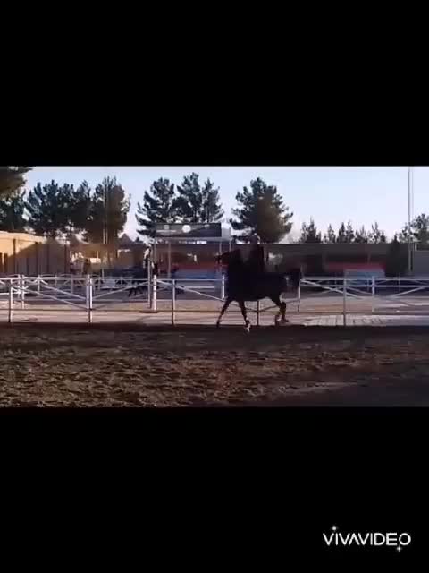 فروش اسب|اسب و تجهیزات اسب‌سواری|اصفهان, شهرک صنعتی جی|دیوار