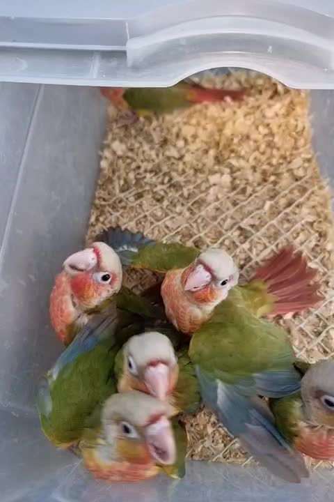 طوطی گیرینچیک راهب ملنگو سرلاکی تا جفت|پرنده|کرج, گلشهر|دیوار