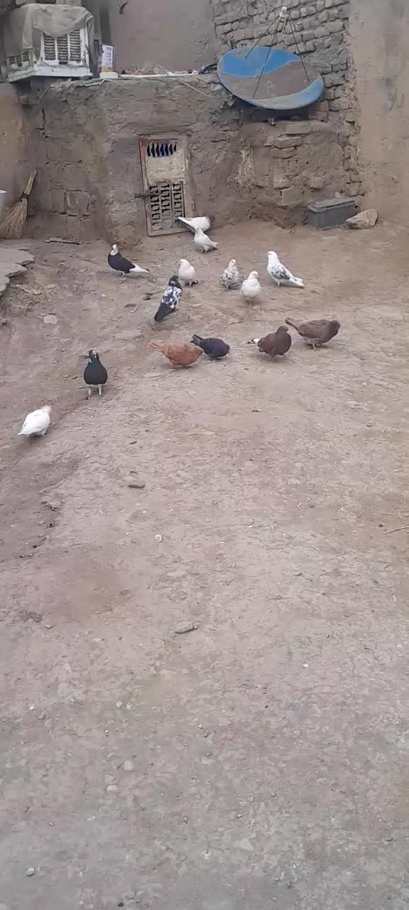 کفتر|پرنده|قلقل رود, |دیوار