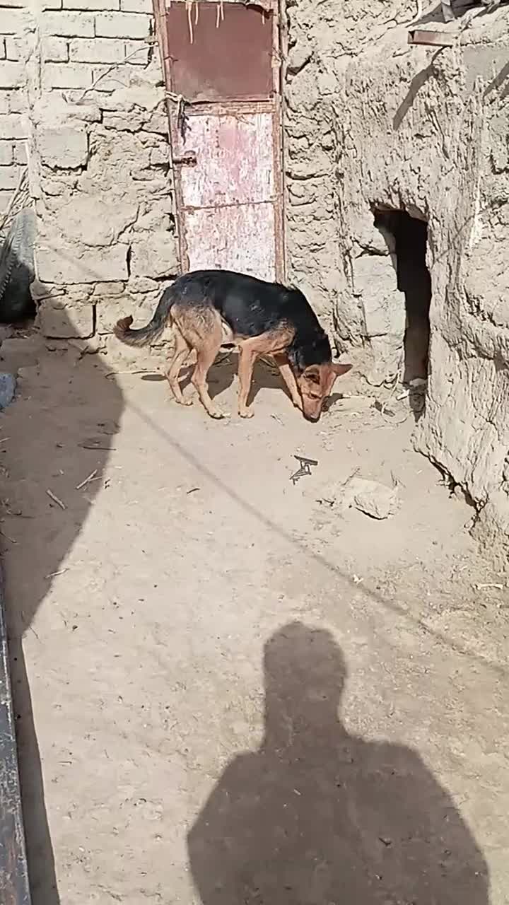 سگ ماده|سگ|زهک, |دیوار