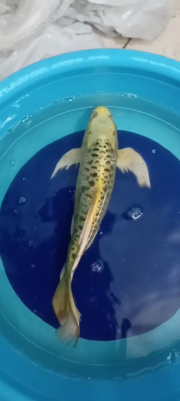 ماهی کوی مولد باله بلند|ماهی|یزد, |دیوار