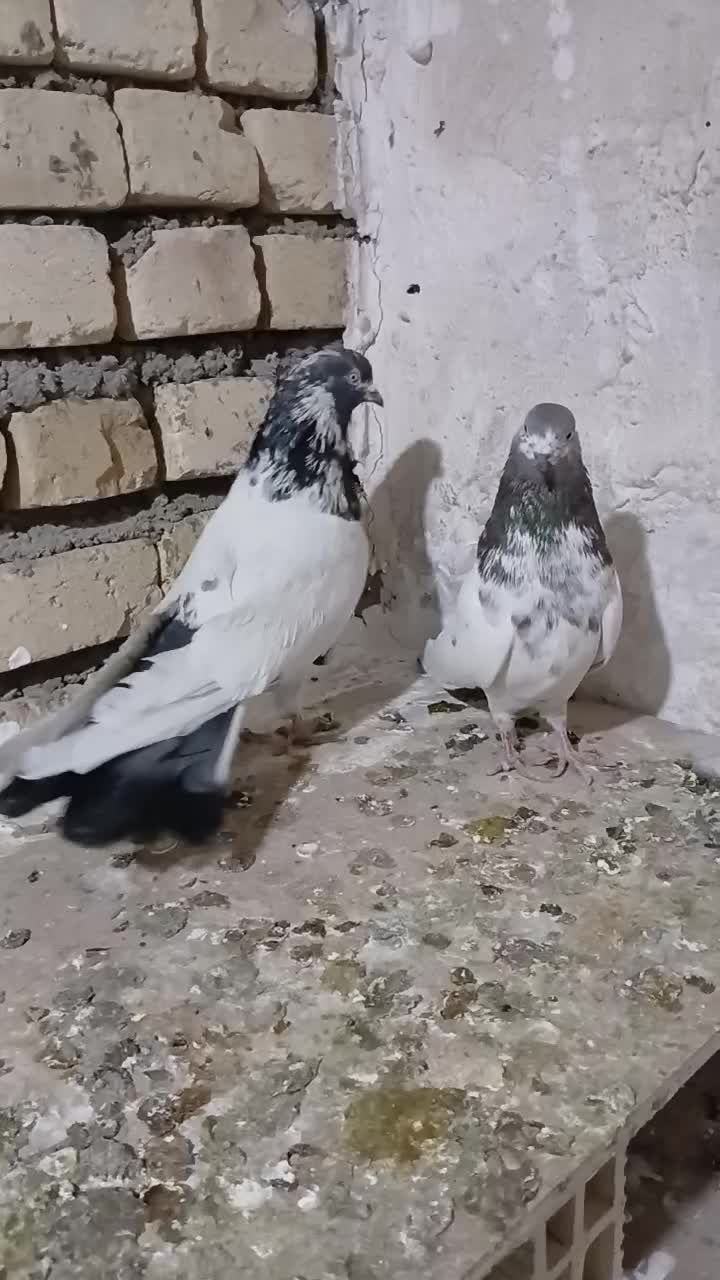 کبوتر کله دم سبز|حیوانات|همدان, |دیوار