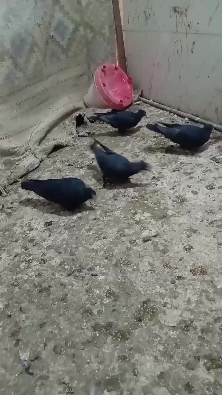 جفت زاغ کلایی|پرنده|یزدان شهر, |دیوار