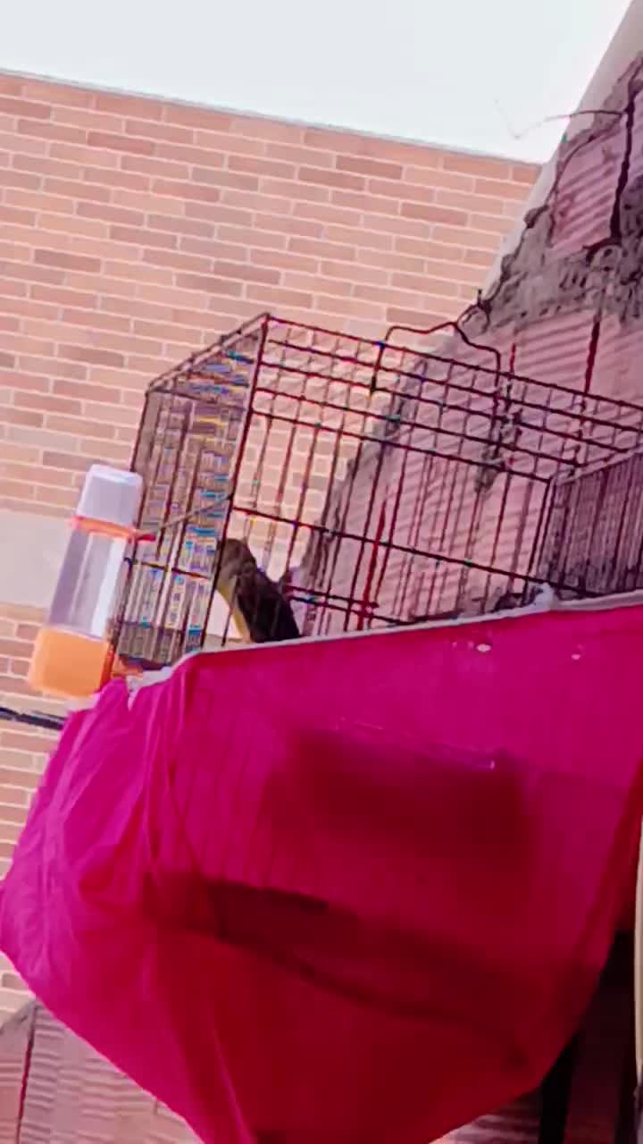 قناری|پرنده|کرمان, |دیوار