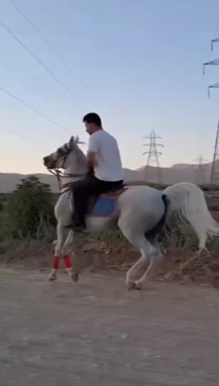 اسب سیلمی اصیل کورد|اسب و تجهیزات اسبسواری|دیواندره, |دیوار