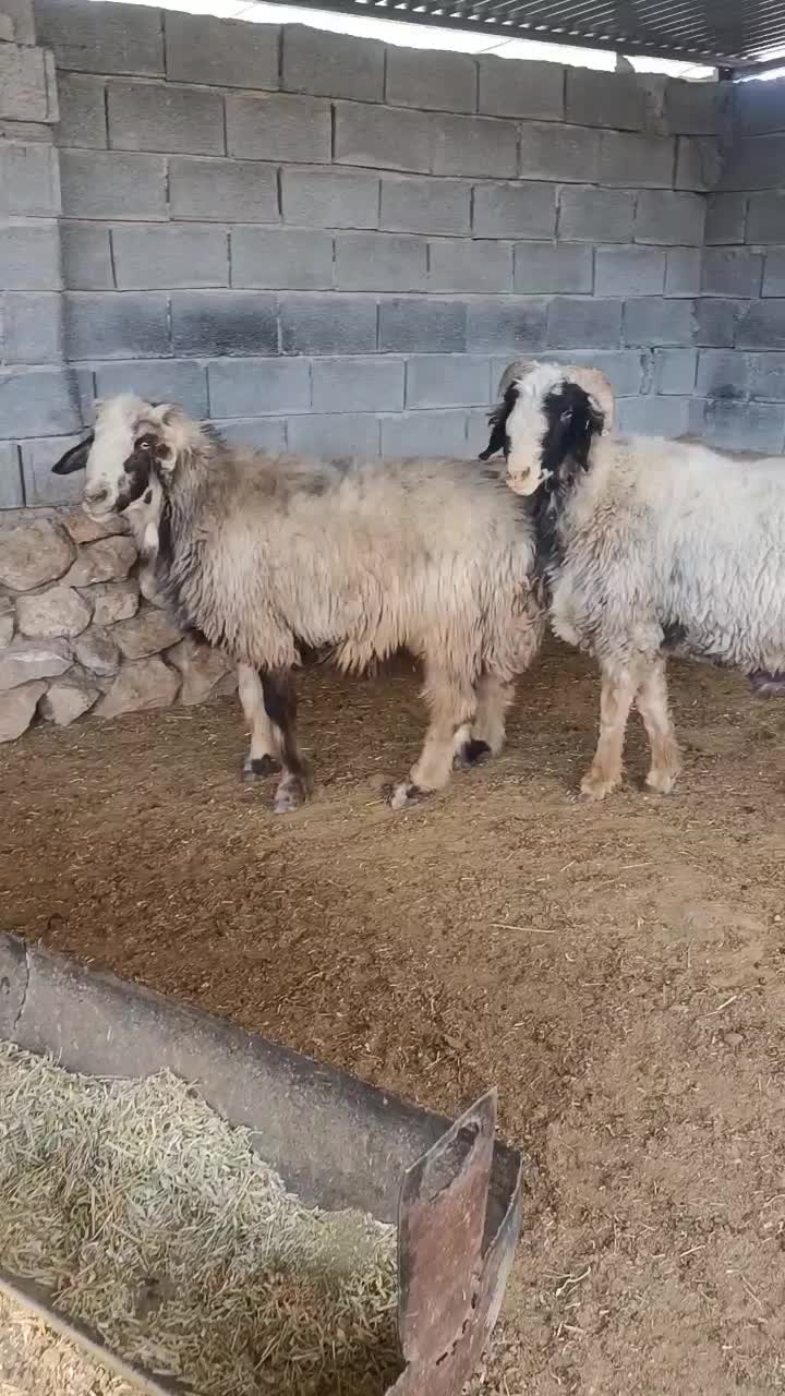 قوچ داشتی|حیوانات مزرعه|جره و بالاده, |دیوار