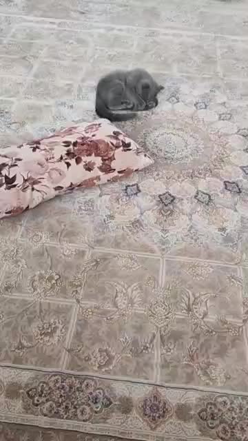 بچه گربه اسکاتیش فولد شورت هیر چالوس آمل محمودآباد|گربه|نوشهر, |دیوار