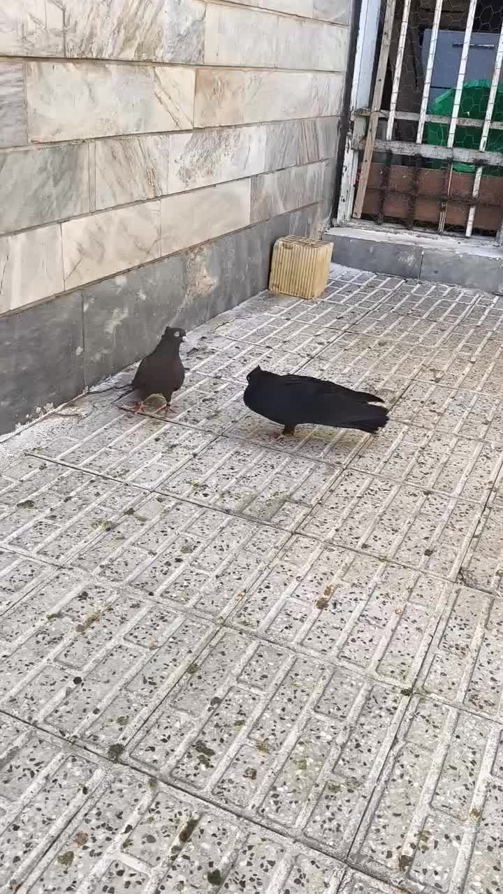 جفت کفتر اصیل  بینظیر|پرنده|شاهین‌شهر, فردوسی|دیوار