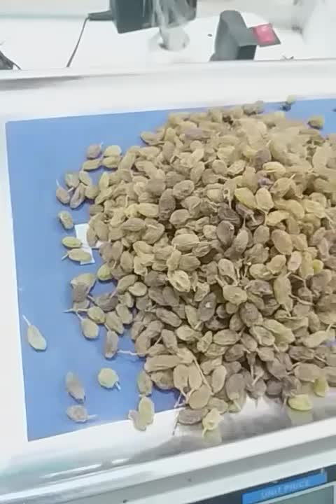 کشمش سایه خشک ملایر|خوردنی و آشامیدنی|ساوه, |دیوار