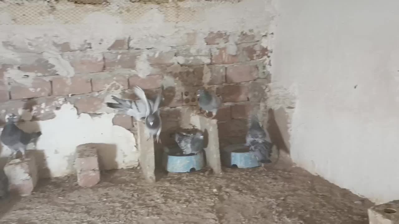 پرنده|پرنده|نهبندان, |دیوار