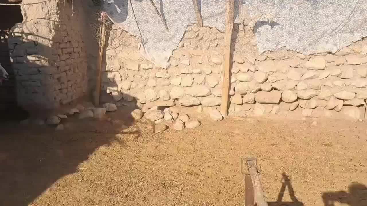 ۴۲راس بز ‌کهره دار و ابستن|حیوانات مزرعه|لامرد, |دیوار