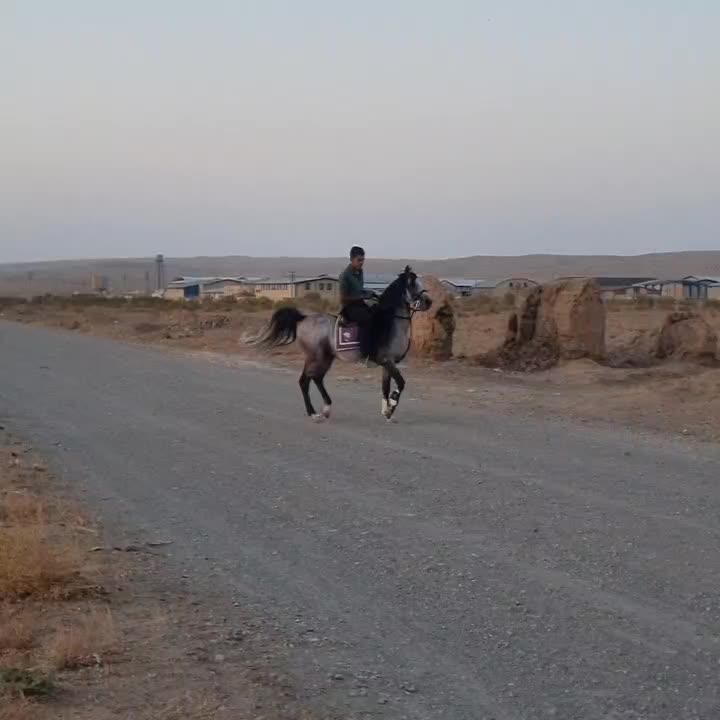 اسب زیبا و سواری دار و جنگی بینظیرمعاوضه با موتور|اسب و تجهیزات اسب‌سواری|تهران, فردوسی|دیوار
