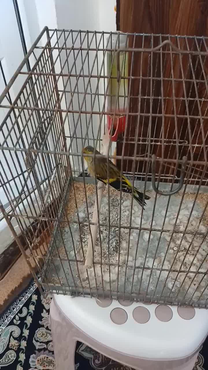 سهره قناری|پرنده|خلخال, |دیوار