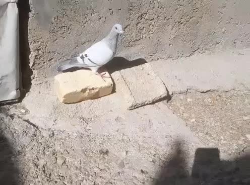 ماده شامی‌ دلبر|پرنده|شیراز, دشت چنار|دیوار