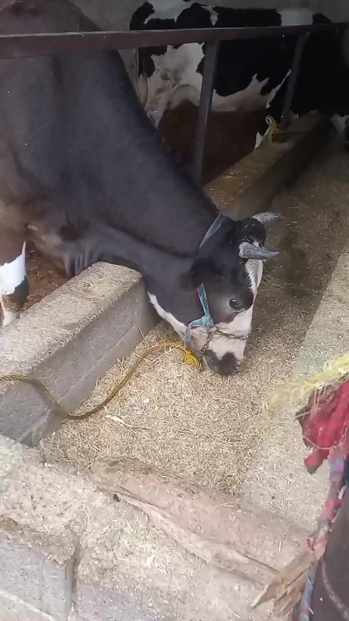 گاو|حیوانات مزرعه|شیراز, حومه شیراز|دیوار