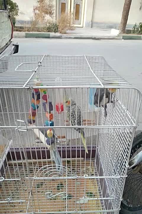 ۳عدد عروس هلندی|پرنده|کهریزک, |دیوار