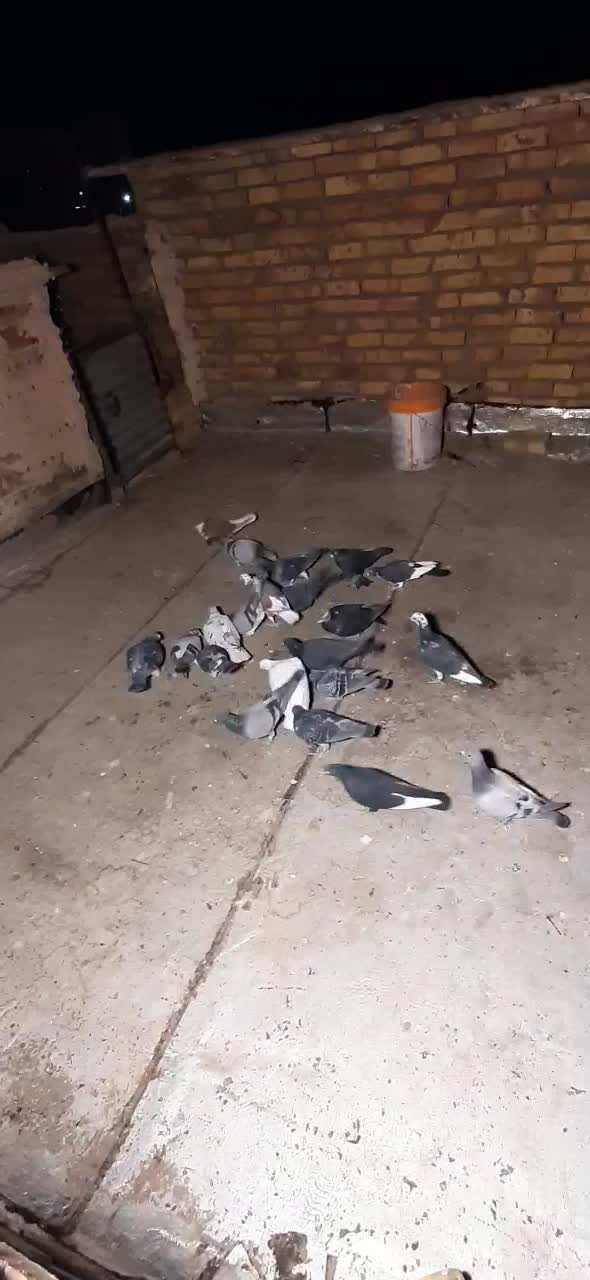 کفتر|پرنده|تایباد, |دیوار