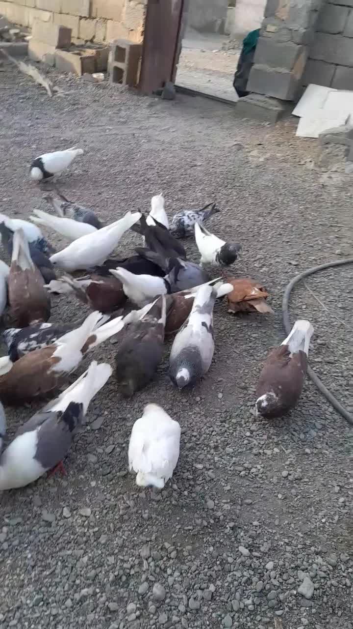 فوری|پرنده|رودان, |دیوار