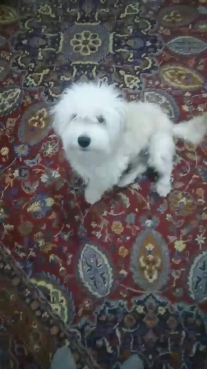 سگ پاپی|سگ|تربتحیدریه, شهرک ولیعصر|دیوار