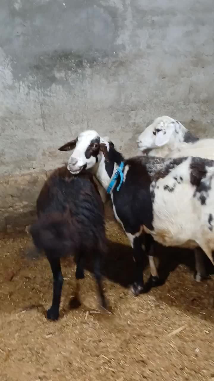 میش پلنگی مایه کرد|حیوانات مزرعه|بروجرد, |دیوار