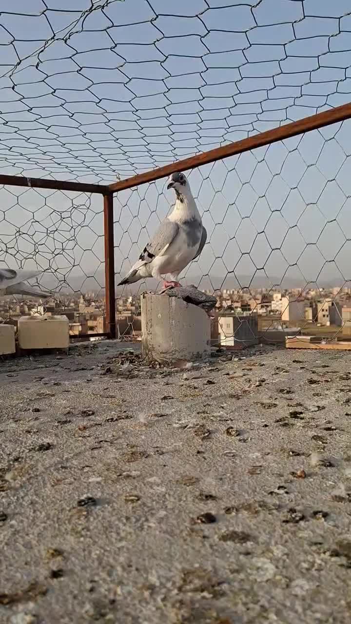 گرفتنی|پرنده|سبزوار, هویزه|دیوار