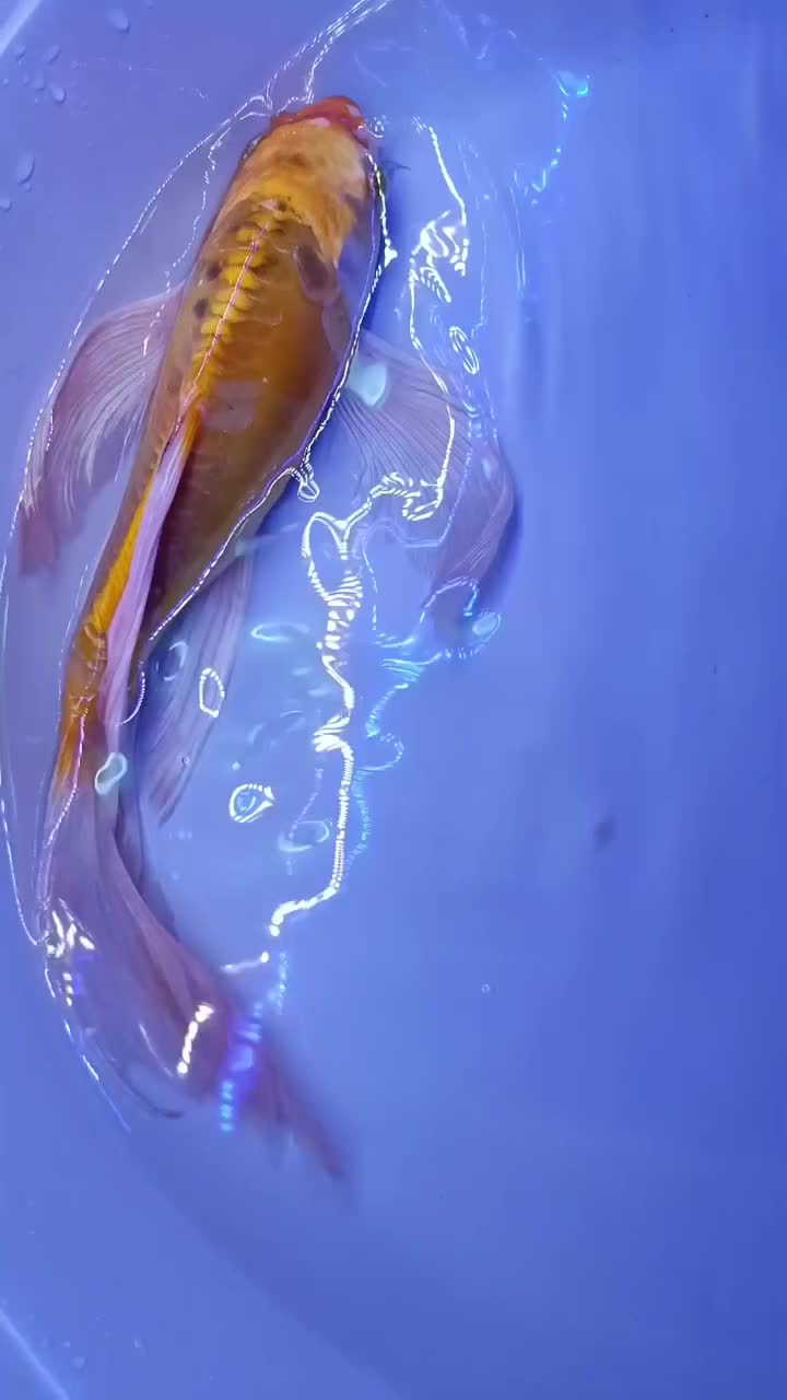 ماهی باترفلای کوی فول چرم|ماهی|قم, انصار‌الحسین|دیوار