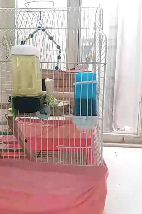 یک عدد طوطی برزیلی 1 جفت عروس هلندی با تخم و قفس|پرنده|ری, شهادت|دیوار