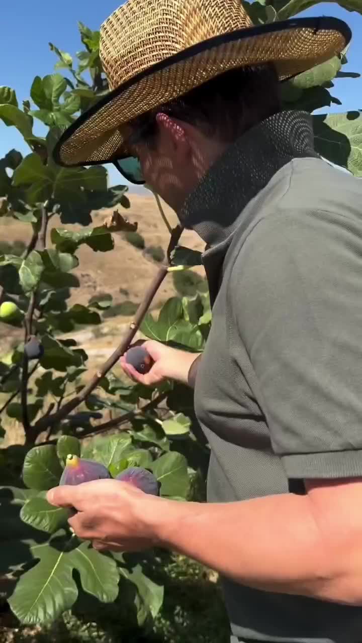 دپو و پخش نهال انجیر مصری ، خرمالو کن|خدمات باغبانی و درختکاری|تهران, لویزان|دیوار