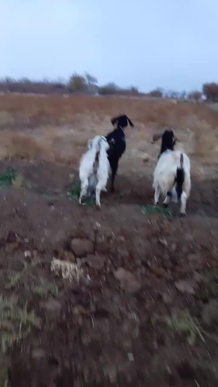 3تا بز|حیوانات مزرعه|جغتای, |دیوار