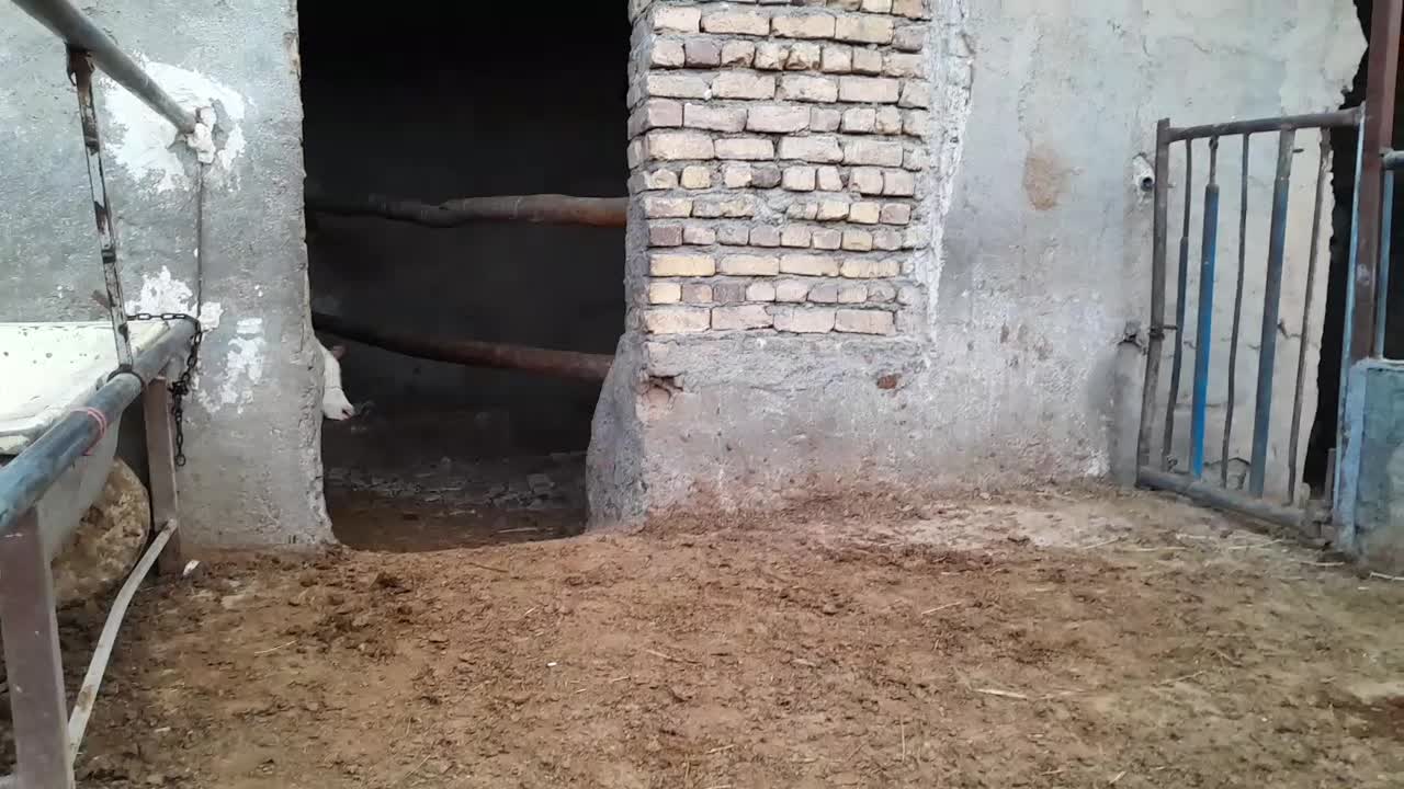 گاو|حیوانات مزرعه|اراک, |دیوار