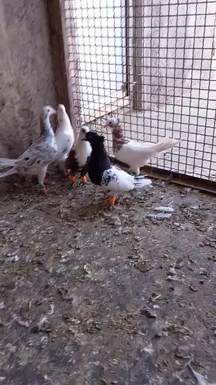 کبوتر رنگی|پرنده|تاکستان, |دیوار