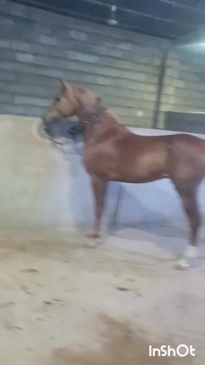 اسب عرب.|اسب و تجهیزات اسب‌سواری|تبریز, |دیوار