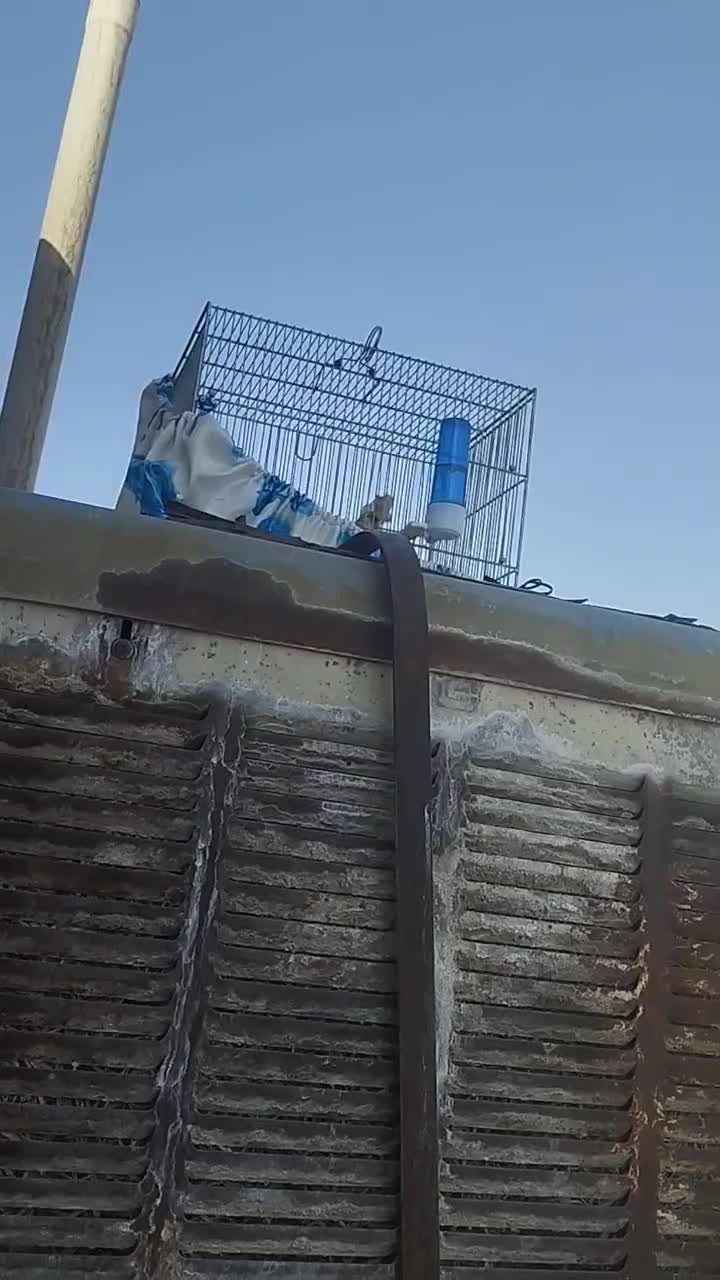 سهره قناری شاه تخم|پرنده|ری, دیلمان|دیوار