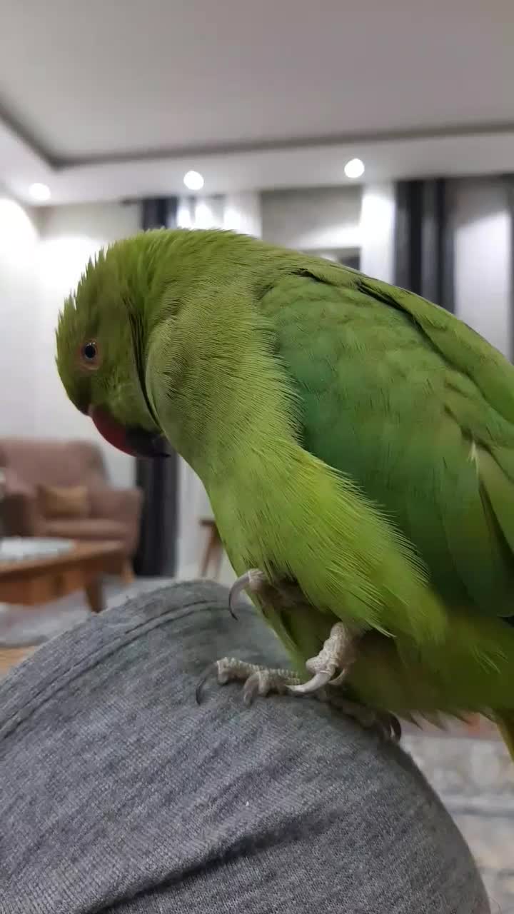 طوطی ملنگو فول دستی|پرنده|صدرا-فارس, فاز ۱|دیوار