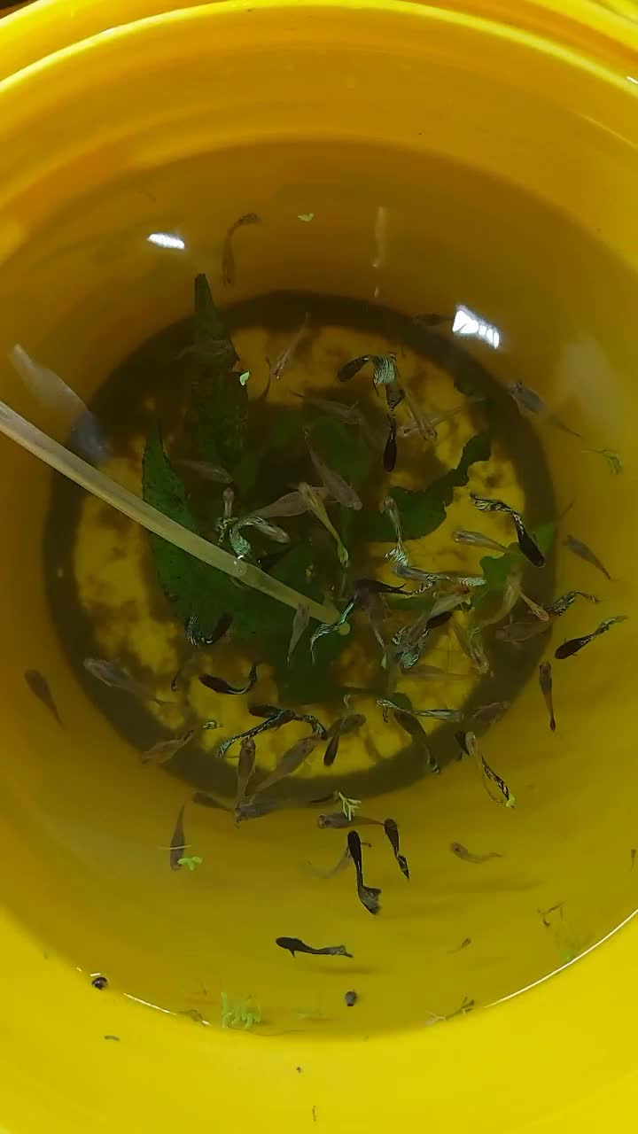 گوپی پوست ماری ، رد اسکارت|ماهی|رشت, کاکتوس|دیوار