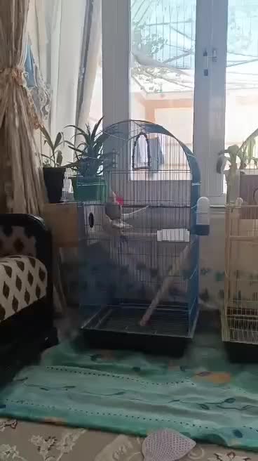 جفت عروس هلندی و کوتوله مولد و دستی|پرنده|خمینی‌شهر, |دیوار