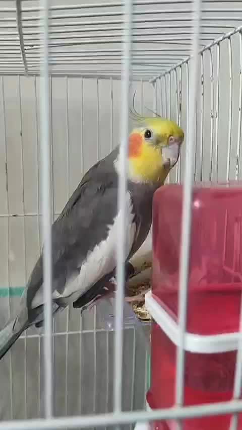 عروس هلندی نر سخنگو|پرنده|فردیس, شهرک ۱۱۰|دیوار