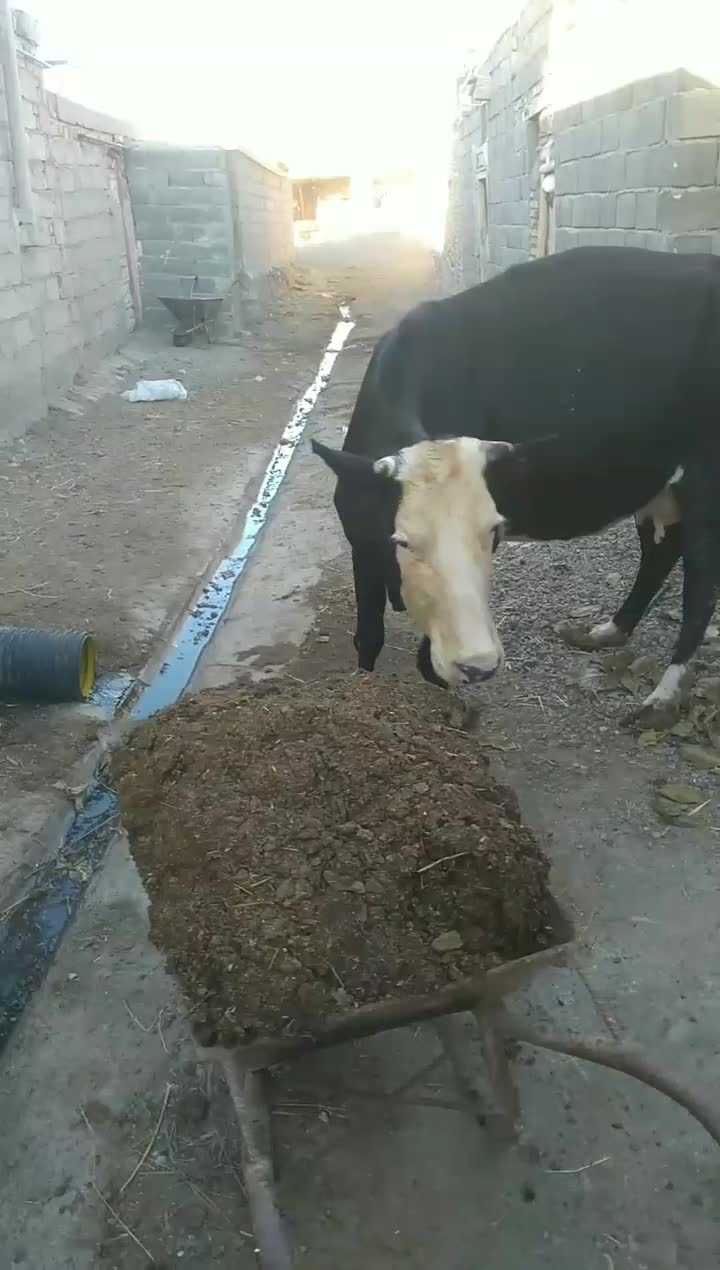 یک راس گاو سیمینتال باگوساله نر|حیوانات مزرعه|هریس, |دیوار