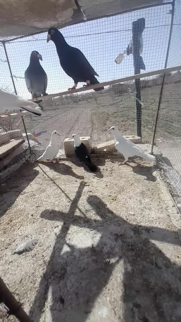 کفتر|پرنده|تربتحیدریه, منظر|دیوار