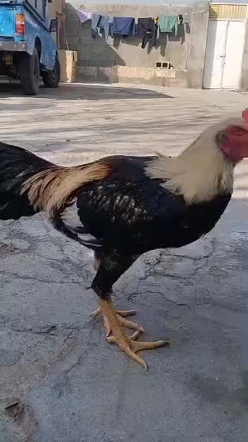 خروس زیبا|حیوانات مزرعه|سردشت, |دیوار