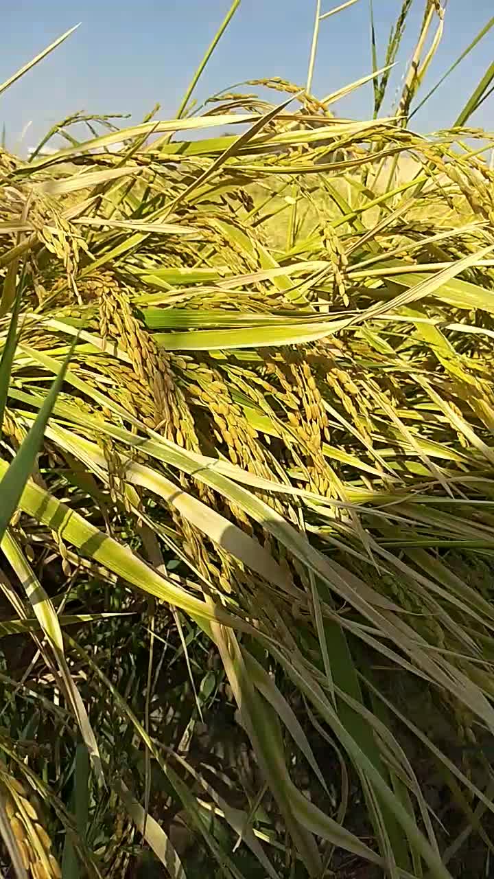 شلتوک تر بذر پاکوتاه|خوردنی و آشامیدنی|شیراز, زیباشهر|دیوار