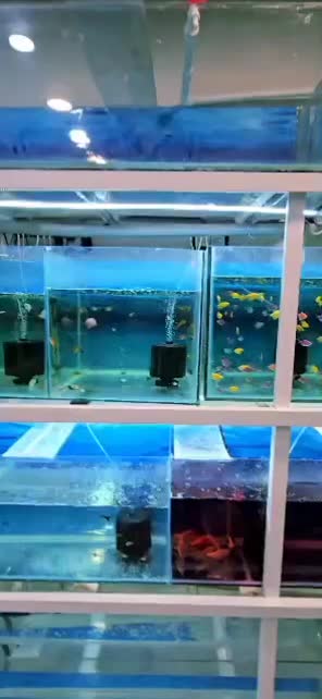 فروش آکواریوم و ماهیان زینتی|ماهی|مسجد سلیمان, |دیوار
